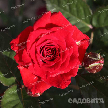 Роза спрей Миджет Садовита