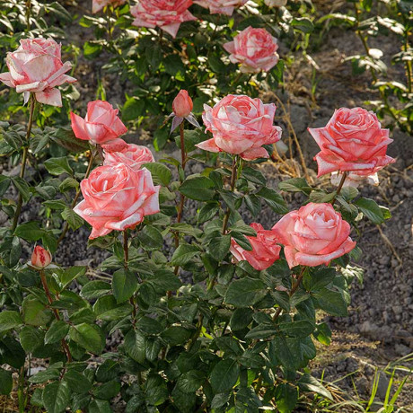 Роза чайно-гибридная Ноблесс Садовита