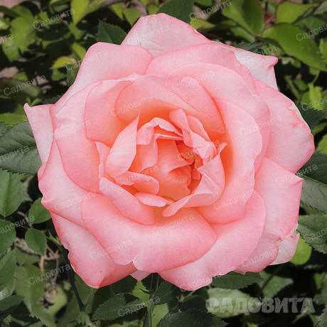 Роза чайно-гибридная Ноблесс Садовита