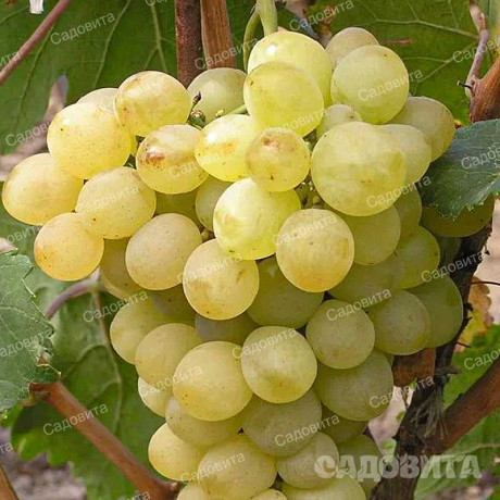Виноград Восторг мускатный очень ранний Садовита