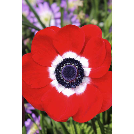 Анемона Голландия 6/7 10 шт Садовита