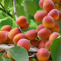 Абрикос Триумф Северный Садовита