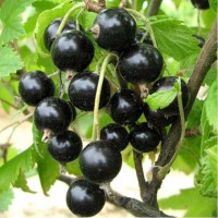 Смородина черная Черный аист Садовита