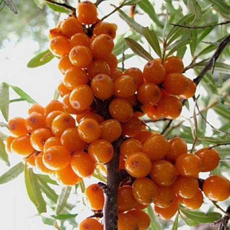 Облепиха Превосходная Садовита