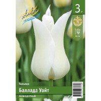 Тюльпан Баллада Уайт 11/12 3 шт