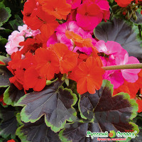 КОМ Пеларгония Черный Бархат НК Ц