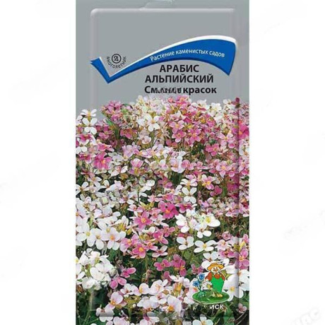 Арабис Смесь окрасок альпийская Поиск Ц