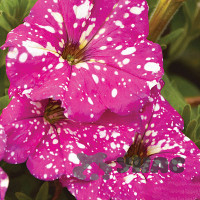 Петуния Розовый Леопард НК Ц