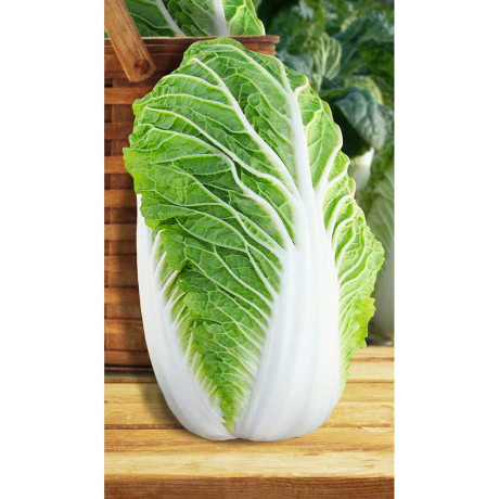 Капуста пекинская Мегаполис F1 10шт Greenomica/Садовита Ц