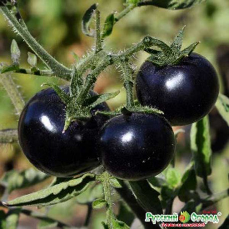 Семена Томат Патио блэк Русский Огород