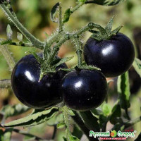 Семена Томат Патио блэк Русский Огород