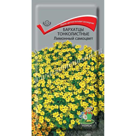 Бархатцы Лимонный самоцвет Поиск Ц