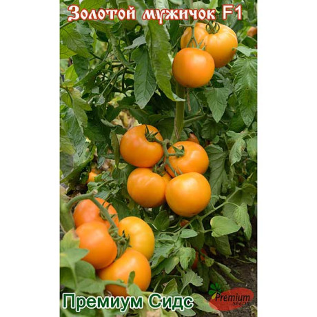 Томат Золотой мужичок F1 Премиум Сидс