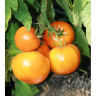 Томат Золотой мужичок F1 Премиум Сидс