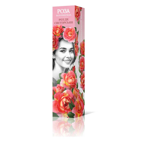 Роза флорибунда Роз де Систэрсьян Садовита