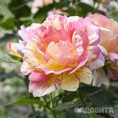 Роза флорибунда Роз де Систэрсьян Садовита