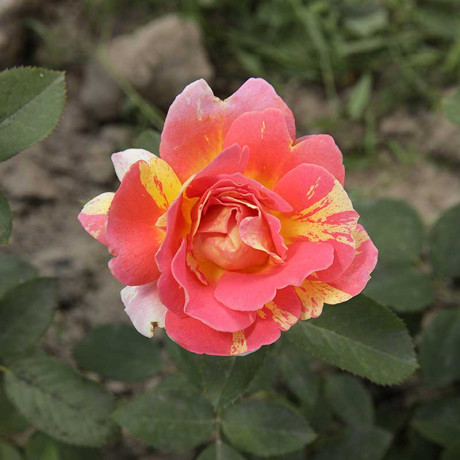 Роза флорибунда Роз де Систэрсьян Садовита