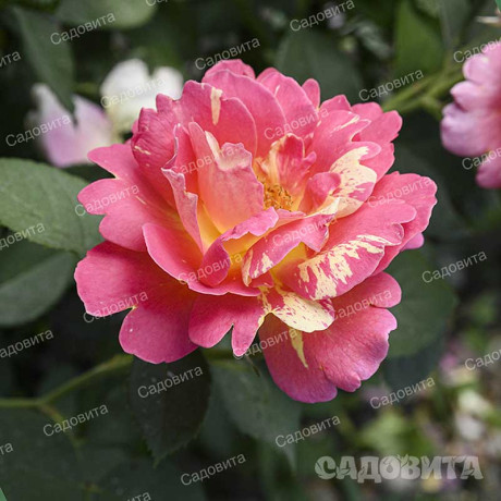 Роза флорибунда Роз де Систэрсьян Садовита