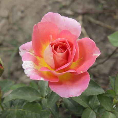 Роза флорибунда Роз де Систэрсьян Садовита