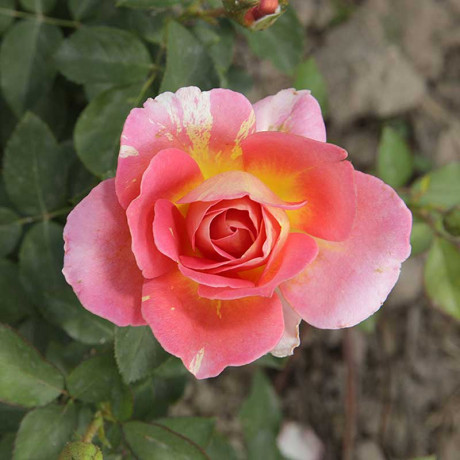 Роза флорибунда Роз де Систэрсьян Садовита