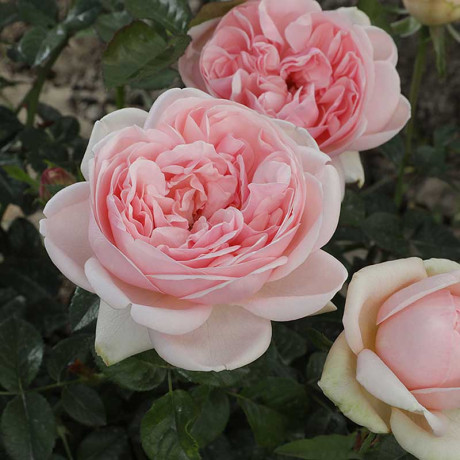 Роза чайно-гибридная Демюр Леди Садовита