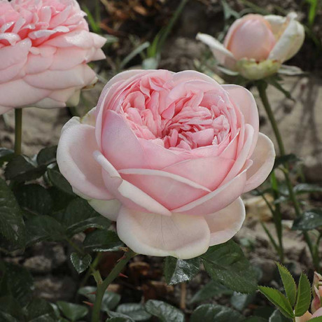 Роза чайно-гибридная Демюр Леди Садовита