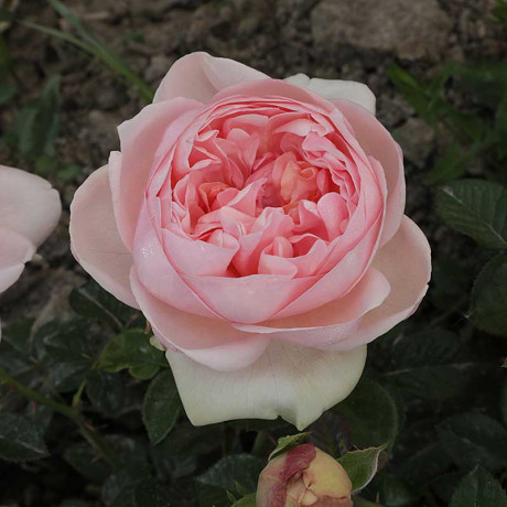 Роза чайно-гибридная Демюр Леди Садовита