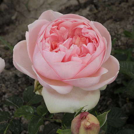 Роза чайно-гибридная Демюр Леди Садовита