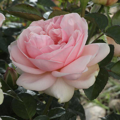 Роза чайно-гибридная Демюр Леди Садовита