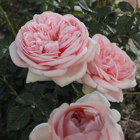 Роза чайно-гибридная Демюр Леди Садовита