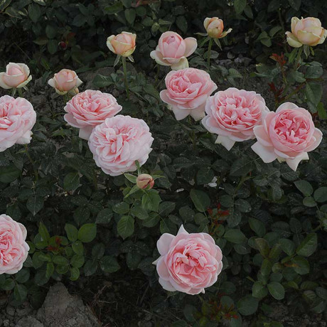 Роза чайно-гибридная Демюр Леди Садовита