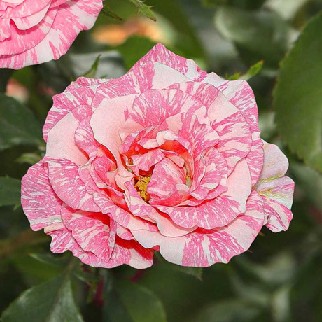 Роза спрей Пинк Флэш Садовита