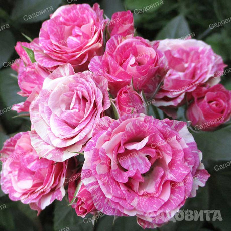 Роза спрей Пинк Флэш Садовита