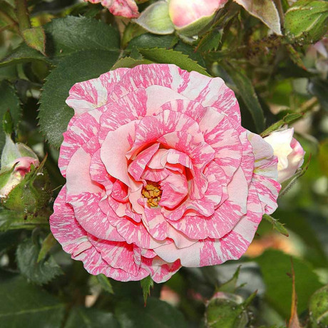 Роза спрей Пинк Флэш Садовита