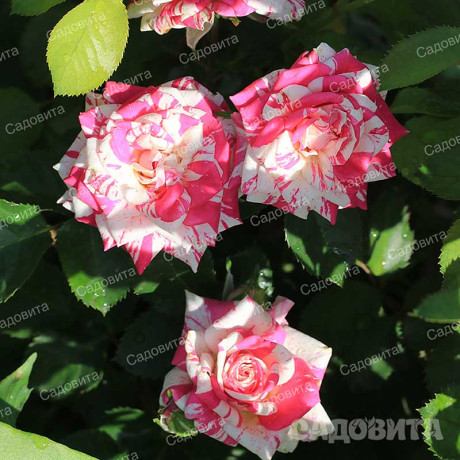 Роза спрей Пинк Флэш Садовита