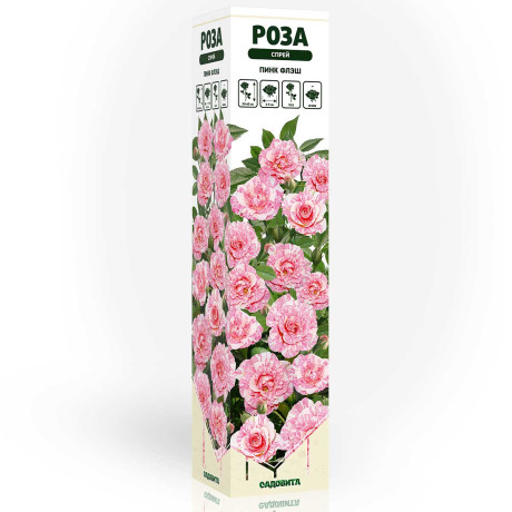 Роза спрей Пинк Флэш Садовита