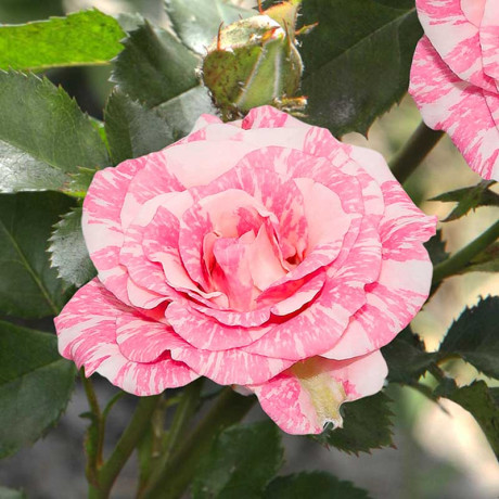 Роза спрей Пинк Флэш Садовита