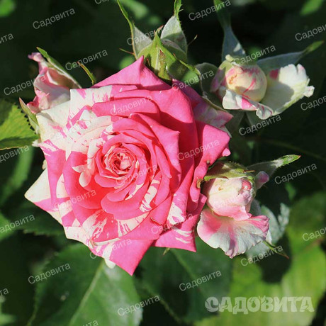 Роза спрей Пинк Флэш Садовита