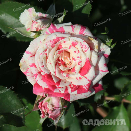 Роза спрей Пинк Флэш Садовита