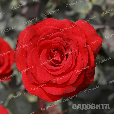 Роза чайно-гибридная Рэд Наоми Садовита