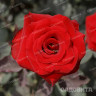 Роза чайно-гибридная Рэд Наоми Садовита