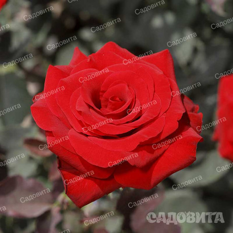 Роза чайно-гибридная Рэд Наоми Садовита