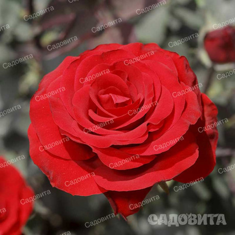 Роза чайно-гибридная Рэд Наоми Садовита