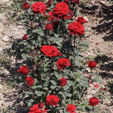 Роза чайно-гибридная Рэд Наоми Садовита