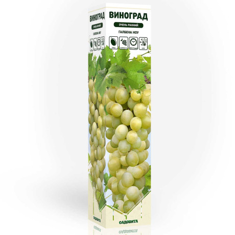 Виноград Галбена Ноу очень ранний Садовита