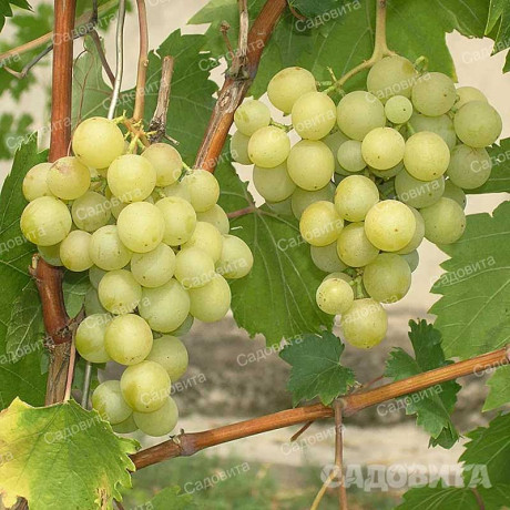 Виноград Галбена Ноу очень ранний Садовита