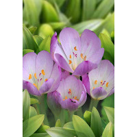 Колхикум Византийский 20/22 1 шт Садовита