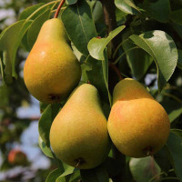 Груша Москвичка Садовита