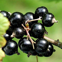 Смородина черная Черный жемчуг Садовита
