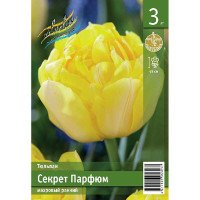 Тюльпан Секрет Парфюм 11/12 2 шт